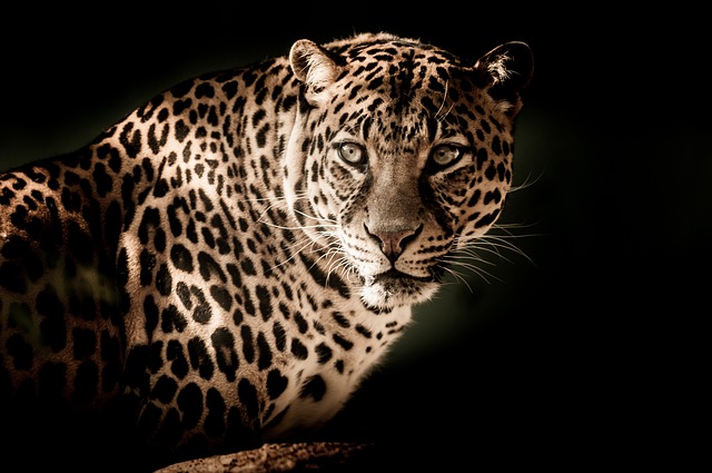 leopardí vzor